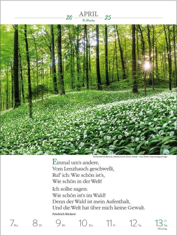 Bild: 9783731879480 | Literaturkalender Magische Wälder 2025 | Verlag Korsch | Kalender