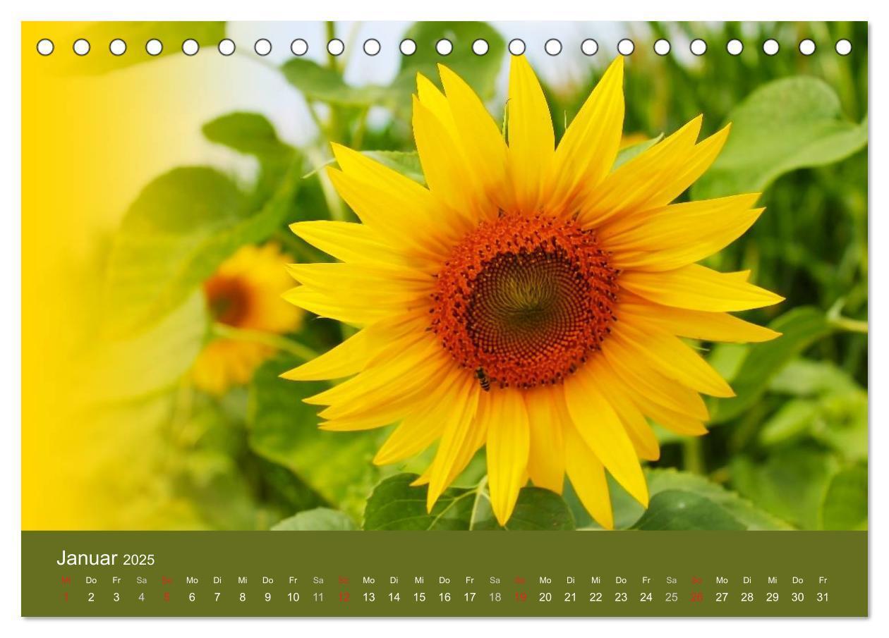 Bild: 9783435798957 | Sonnenblumen - die Blumen der Lebensfreude (Tischkalender 2025 DIN...