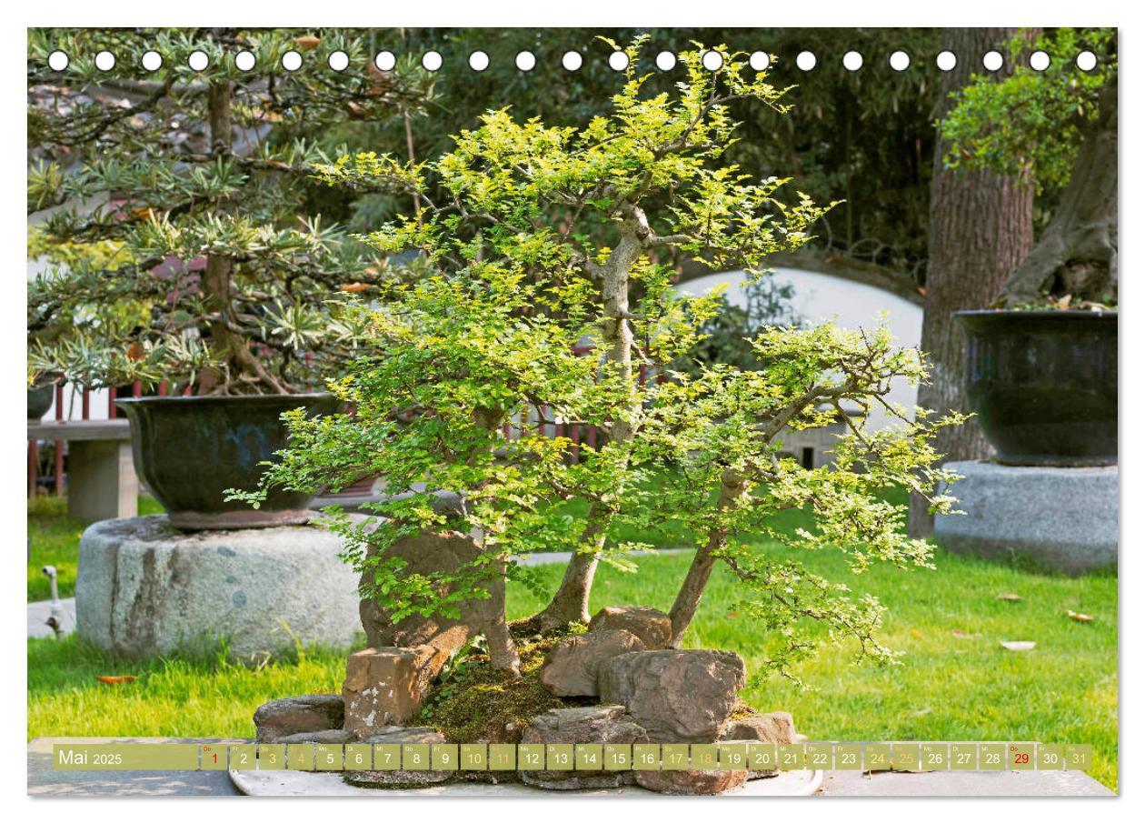 Bild: 9783457198148 | Gartenkunst aus Japan: Bonsai (Tischkalender 2025 DIN A5 quer),...