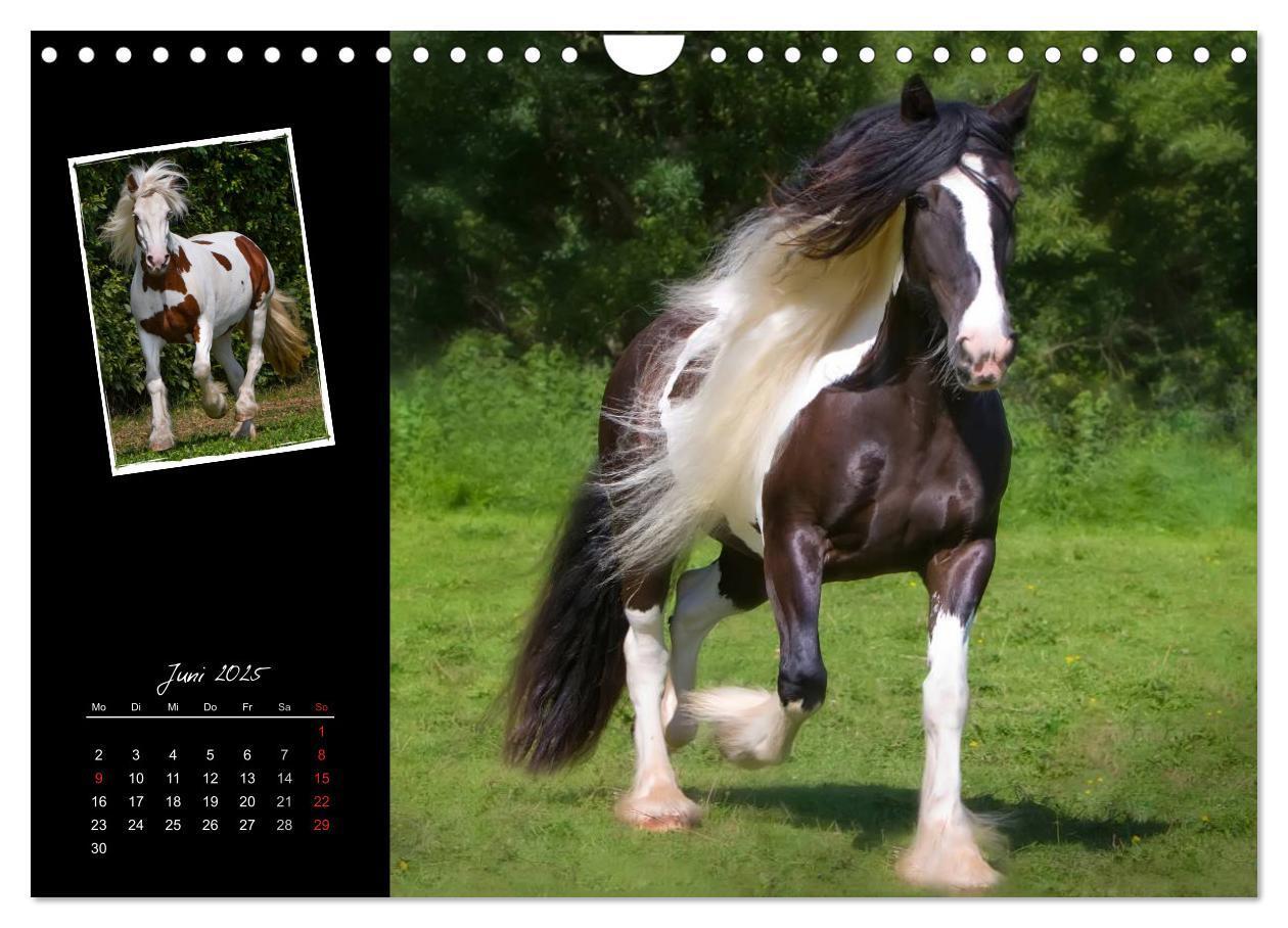 Bild: 9783435748112 | Irish Tinker (Wandkalender 2025 DIN A4 quer), CALVENDO Monatskalender