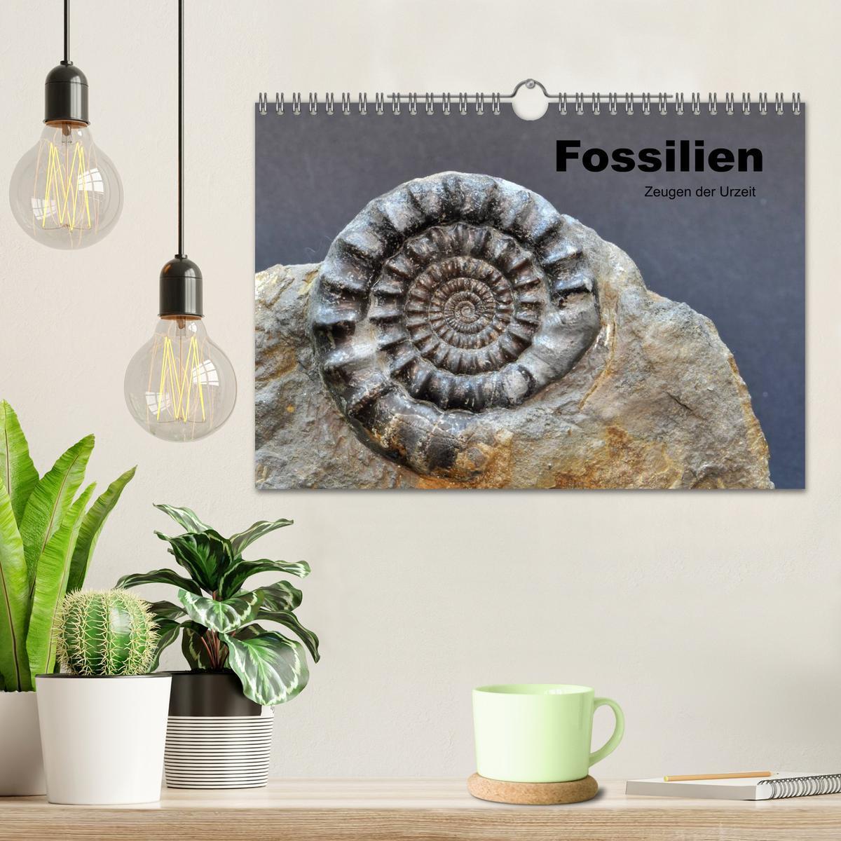 Bild: 9783435772056 | Fossilien - Zeugen der Urzeit (Wandkalender 2025 DIN A4 quer),...