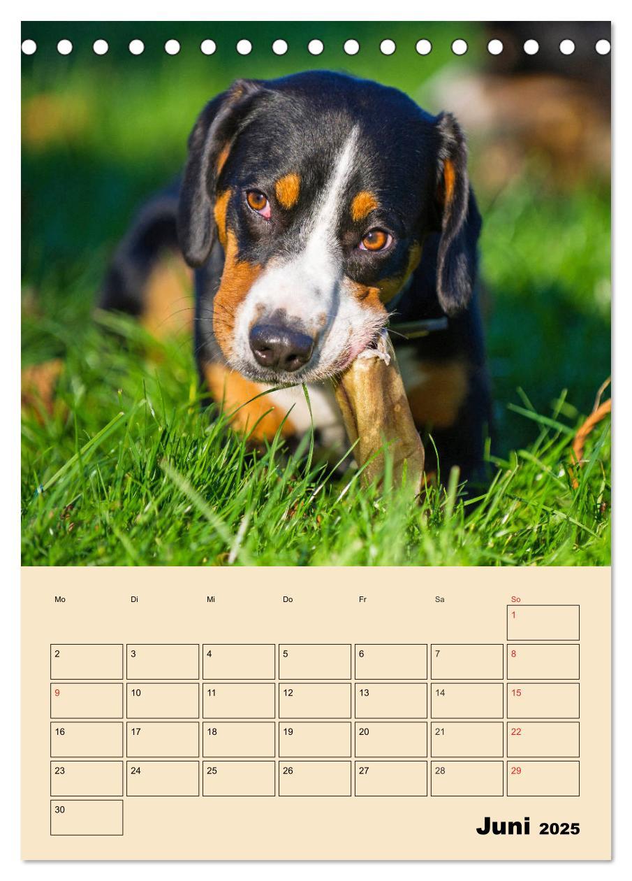 Bild: 9783435944408 | Jahresplaner Entlebucher Sennenhund (Tischkalender 2025 DIN A5...