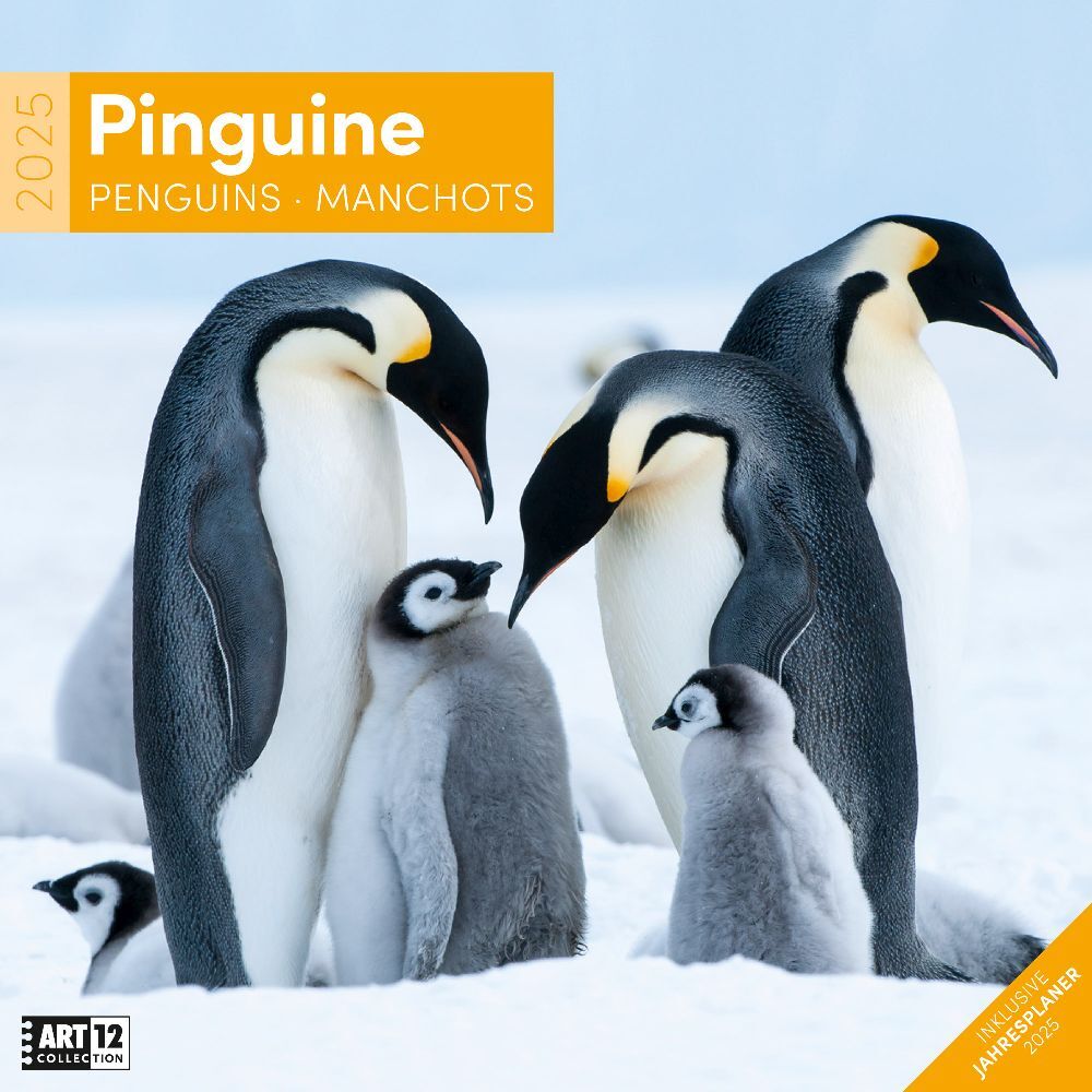 Cover: 9783838445250 | Pinguine Kalender 2025 - 30x30 | Ackermann Kunstverlag | Kalender