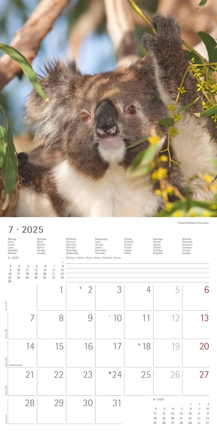 Bild: 4251732340759 | Koalas 2025 - Broschürenkalender 30x30 cm (30x60 geöffnet) -...