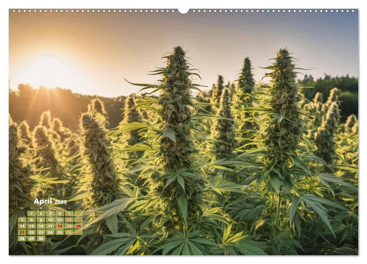 Bild: 9783383807190 | Wunderschöne Cannabisfelder (Wandkalender 2025 DIN A2 quer),...