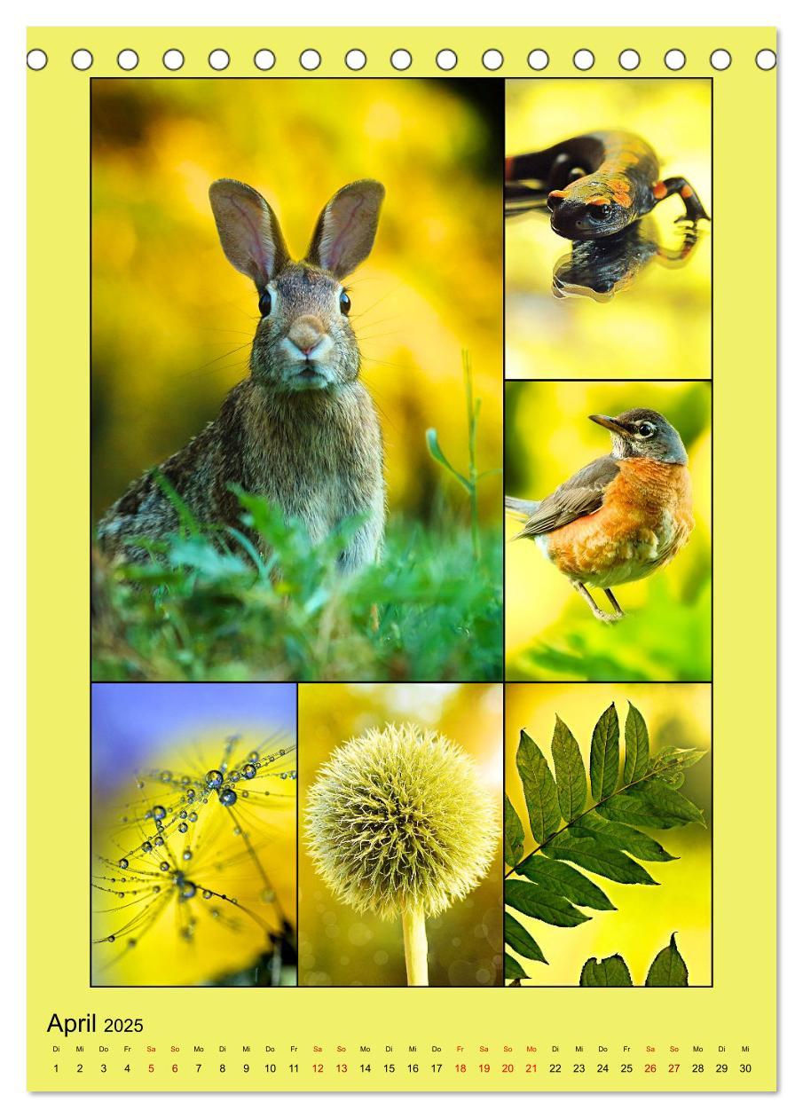 Bild: 9783435905003 | Farbsymphonien der Natur (Tischkalender 2025 DIN A5 hoch), CALVENDO...