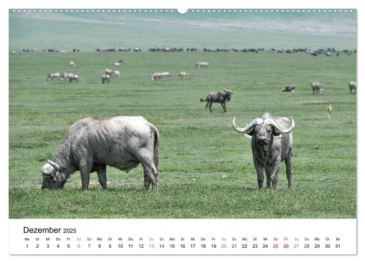 Bild: 9783435238248 | Büffel - wild und schön (Wandkalender 2025 DIN A2 quer), CALVENDO...