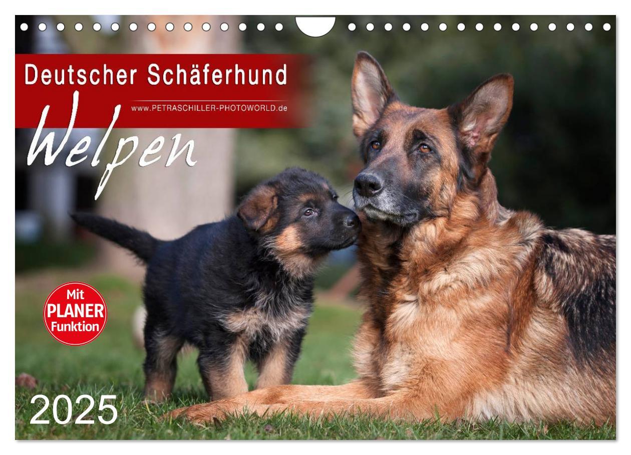 Cover: 9783435474912 | Deutscher Schäferhund - Welpen (Wandkalender 2025 DIN A4 quer),...