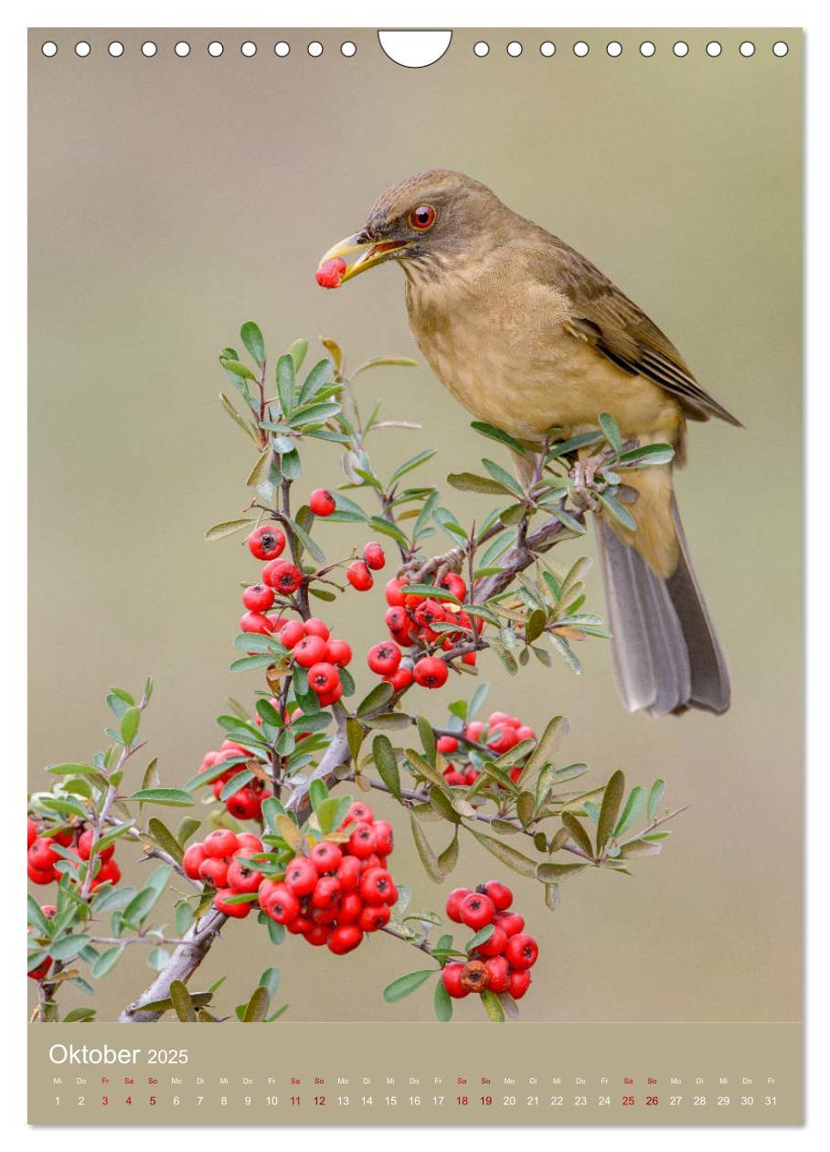 Bild: 9783435987801 | Singvögel USA (Wandkalender 2025 DIN A4 hoch), CALVENDO Monatskalender