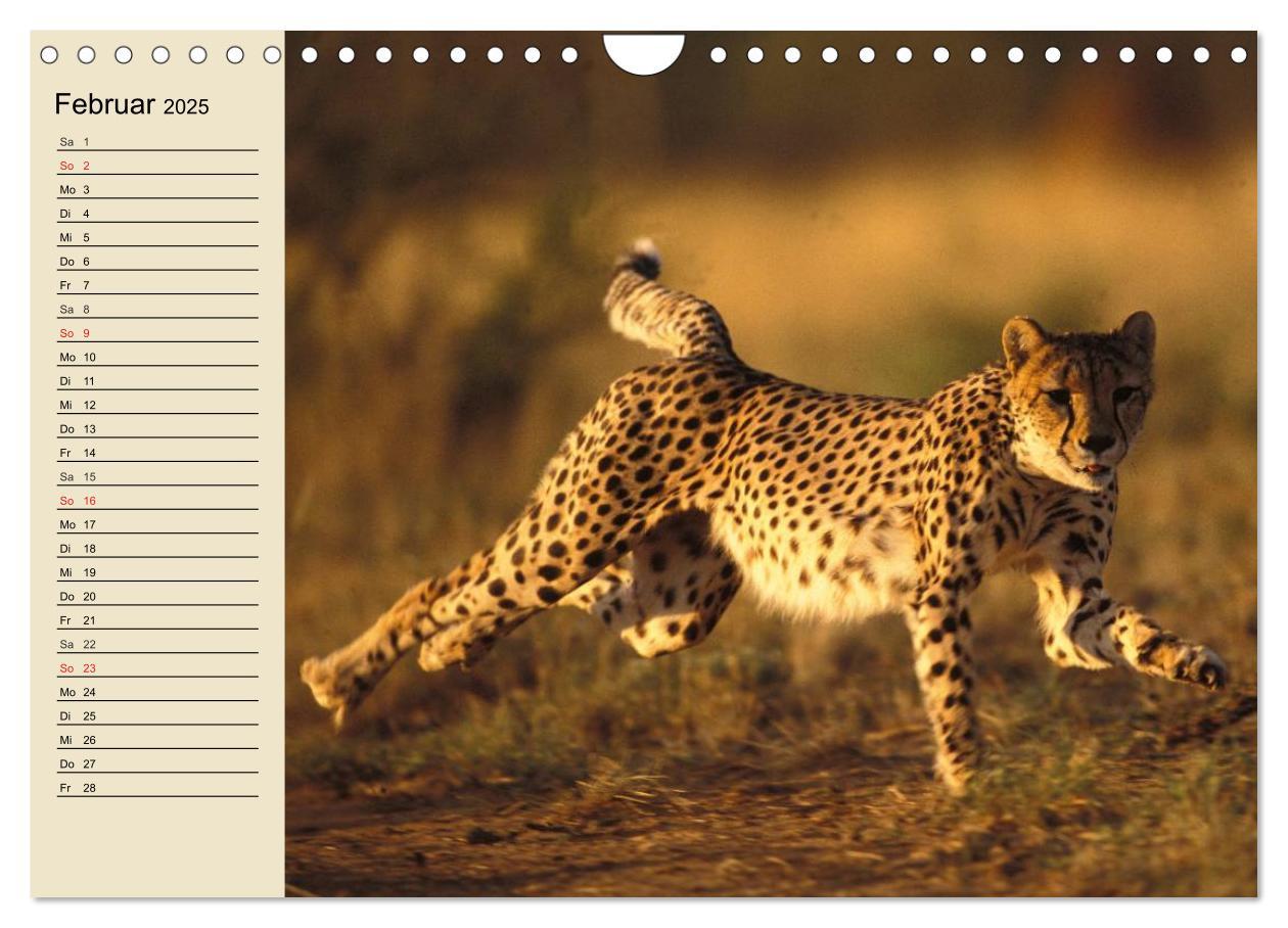 Bild: 9783435725328 | Die Lautlosen. Geparden und Leoparden (Wandkalender 2025 DIN A4...