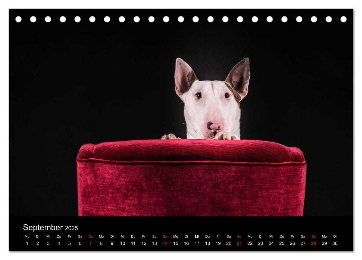 Bild: 9783435557431 | Bullterrier (Tischkalender 2025 DIN A5 quer), CALVENDO Monatskalender