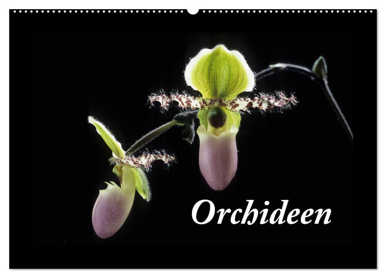 Cover: 9783675966017 | Orchideen 2024 (Wandkalender 2024 DIN A2 quer), CALVENDO...