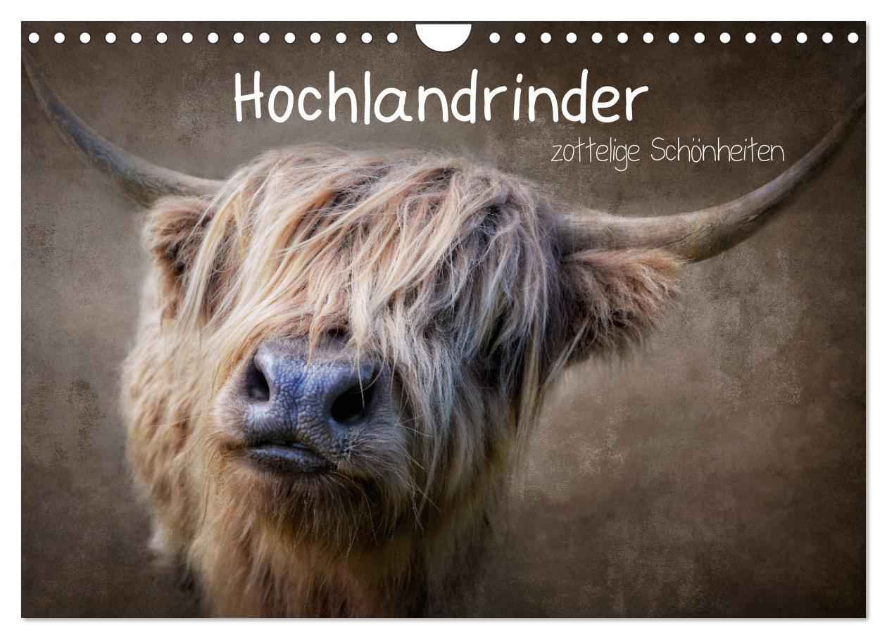 Cover: 9783435037247 | Hochlandrinder - Zottelige Schönheiten (Wandkalender 2025 DIN A4...