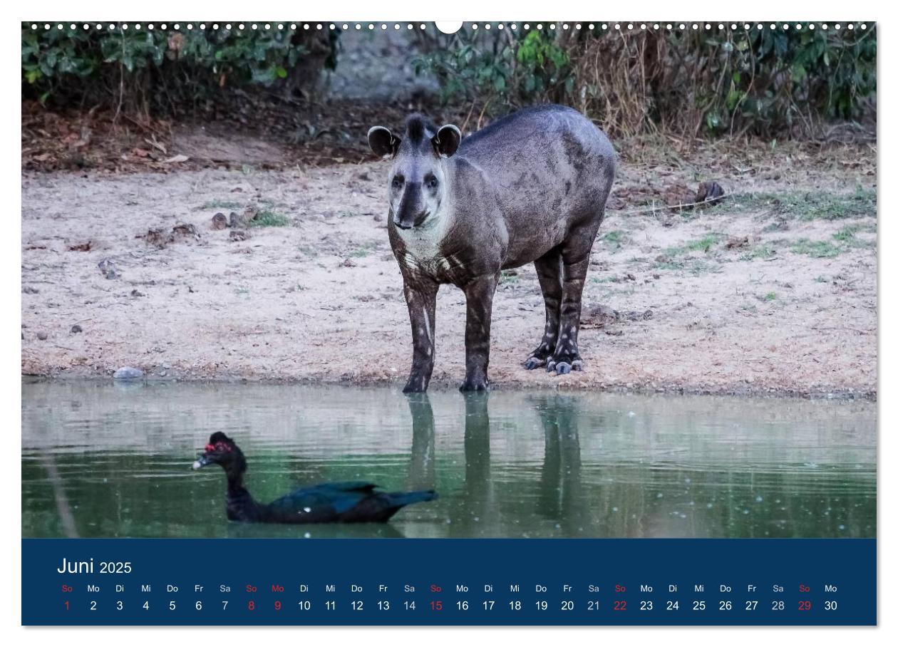 Bild: 9783435686636 | Brasilien tierisch gut 2025 (Wandkalender 2025 DIN A2 quer),...