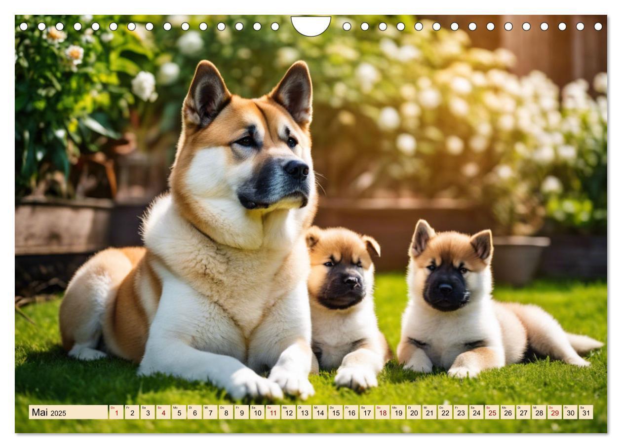 Bild: 9783457071649 | Akita Inu - Inbegriff der Treue (Wandkalender 2025 DIN A4 quer),...