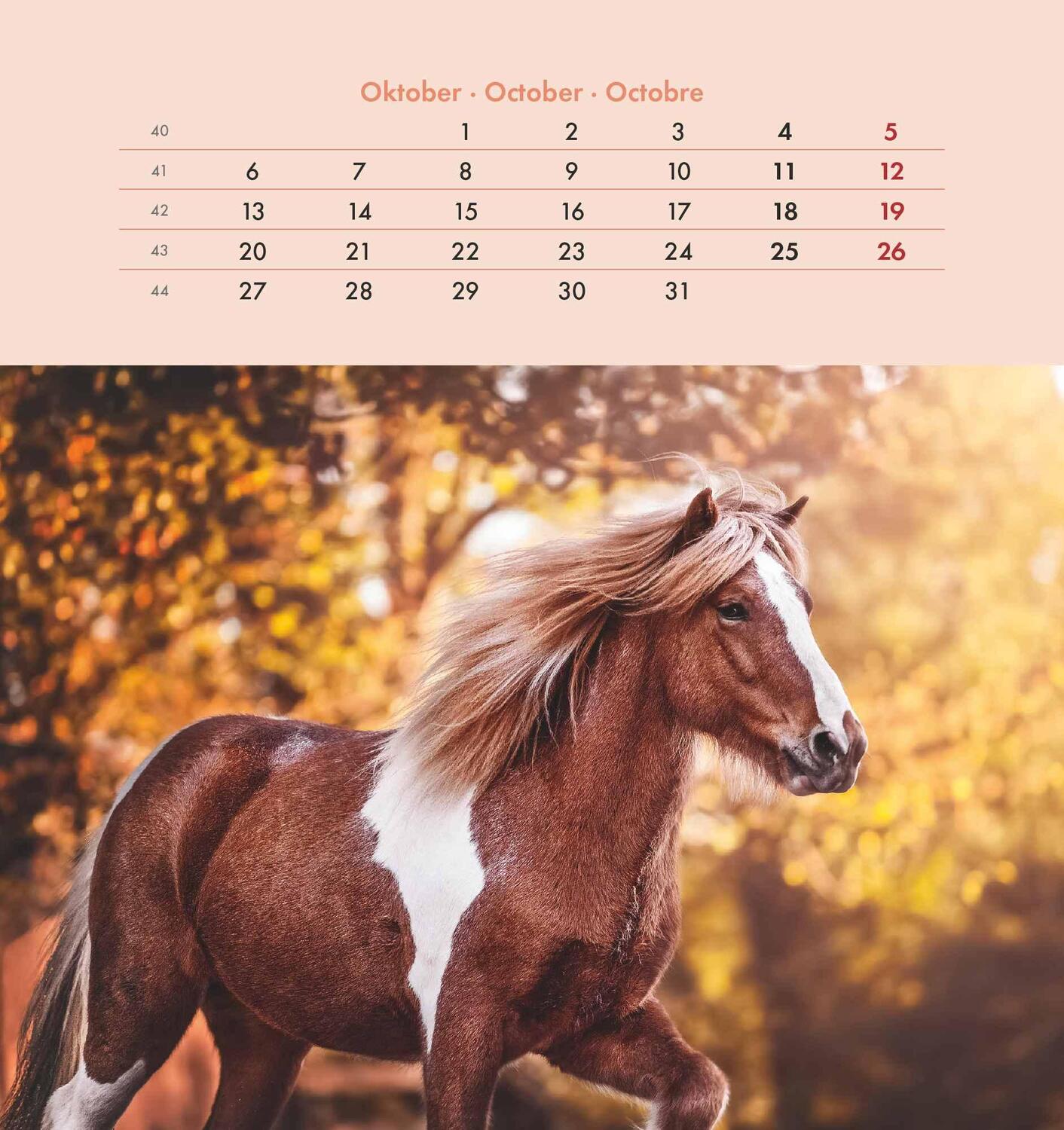 Bild: 4251732342302 | Pferde 2025 - Postkartenkalender 16x17 cm - Horses - zum Aufstellen...