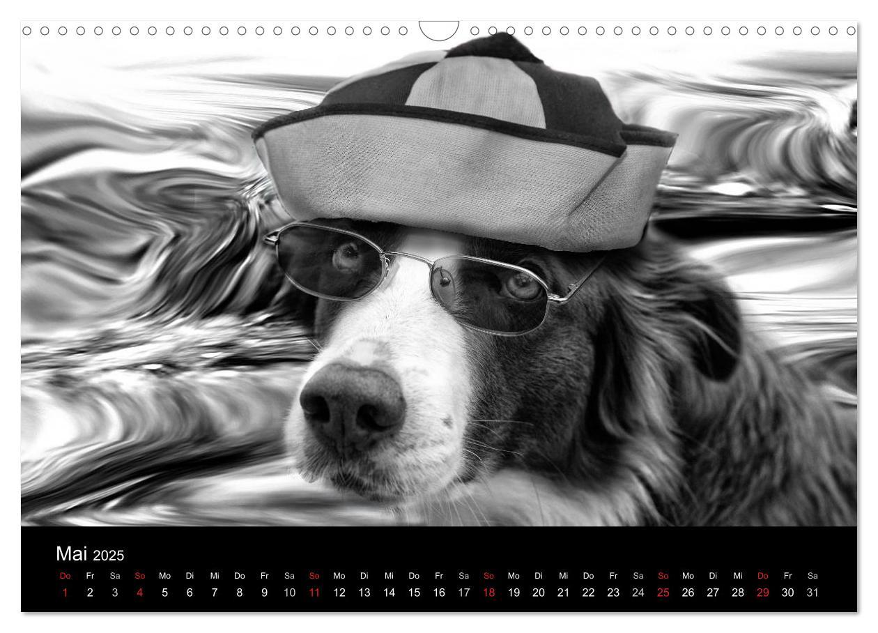 Bild: 9783435781096 | Hütehunde (Wandkalender 2025 DIN A3 quer), CALVENDO Monatskalender