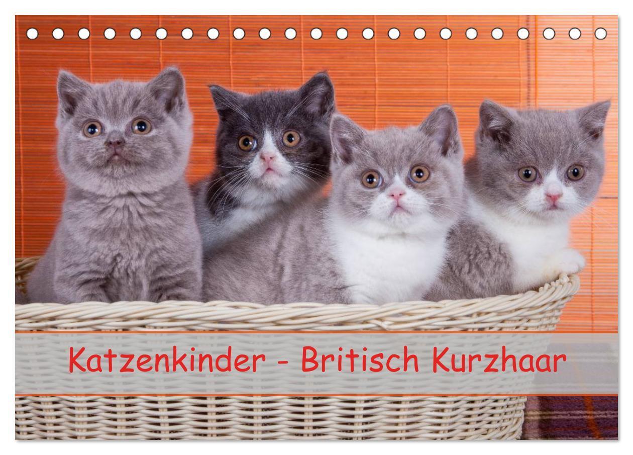 Cover: 9783675578524 | Katzenkinder Britisch Kurzhaar (Tischkalender 2024 DIN A5 quer),...
