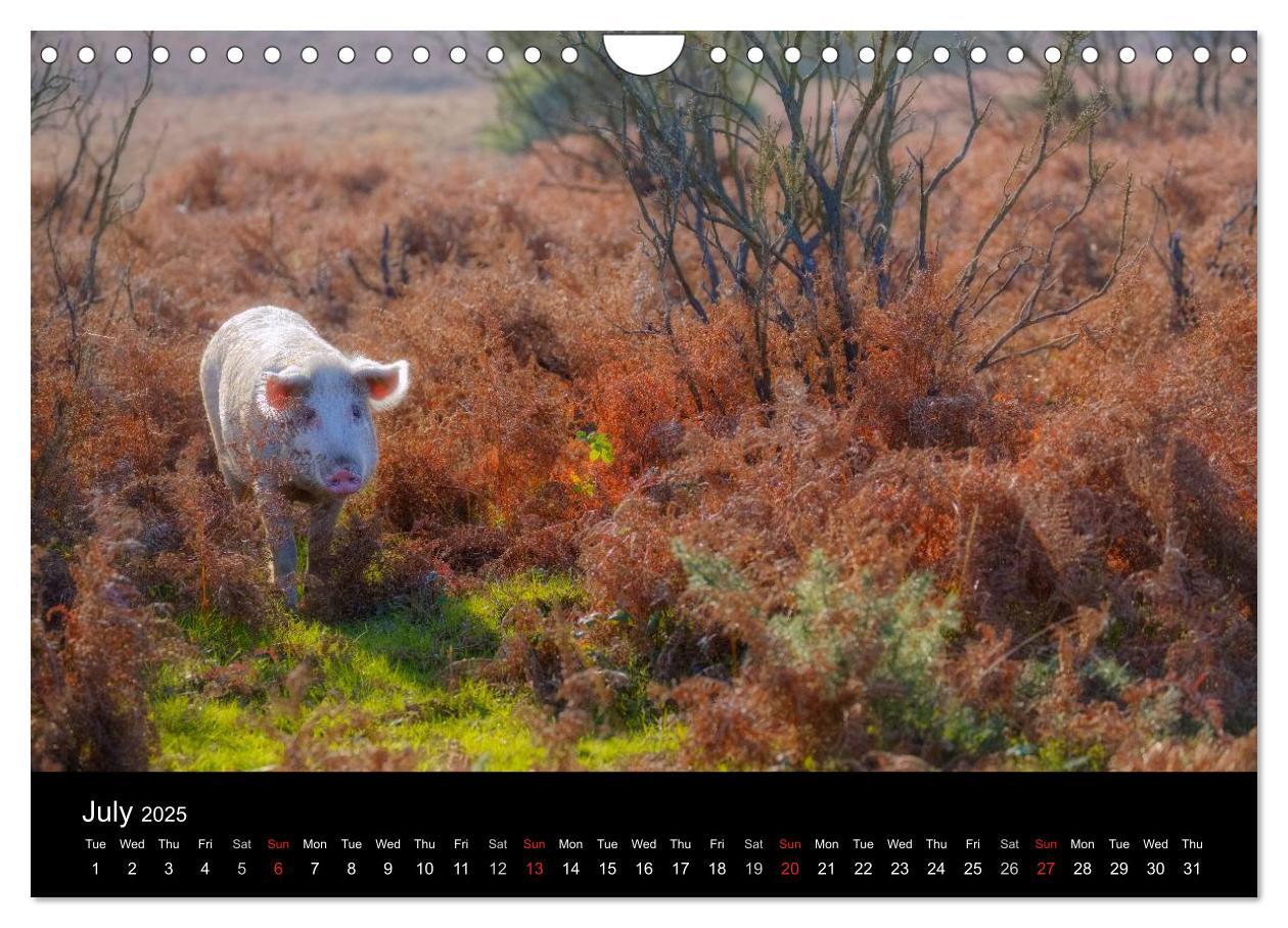 Bild: 9781325951833 | New Forest Hampshire (Wall Calendar 2025 DIN A4 landscape),...