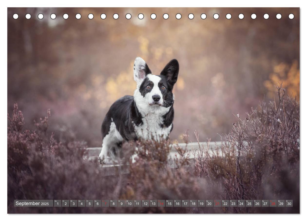 Bild: 9783435117925 | Welsh Corgi - Der Kobold unter den Hunden (Tischkalender 2025 DIN...