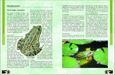 Bild: 9783931587093 | Amphibien am Gartenteich | Andre de Saint-Paul (u. a.) | Buch | 2001