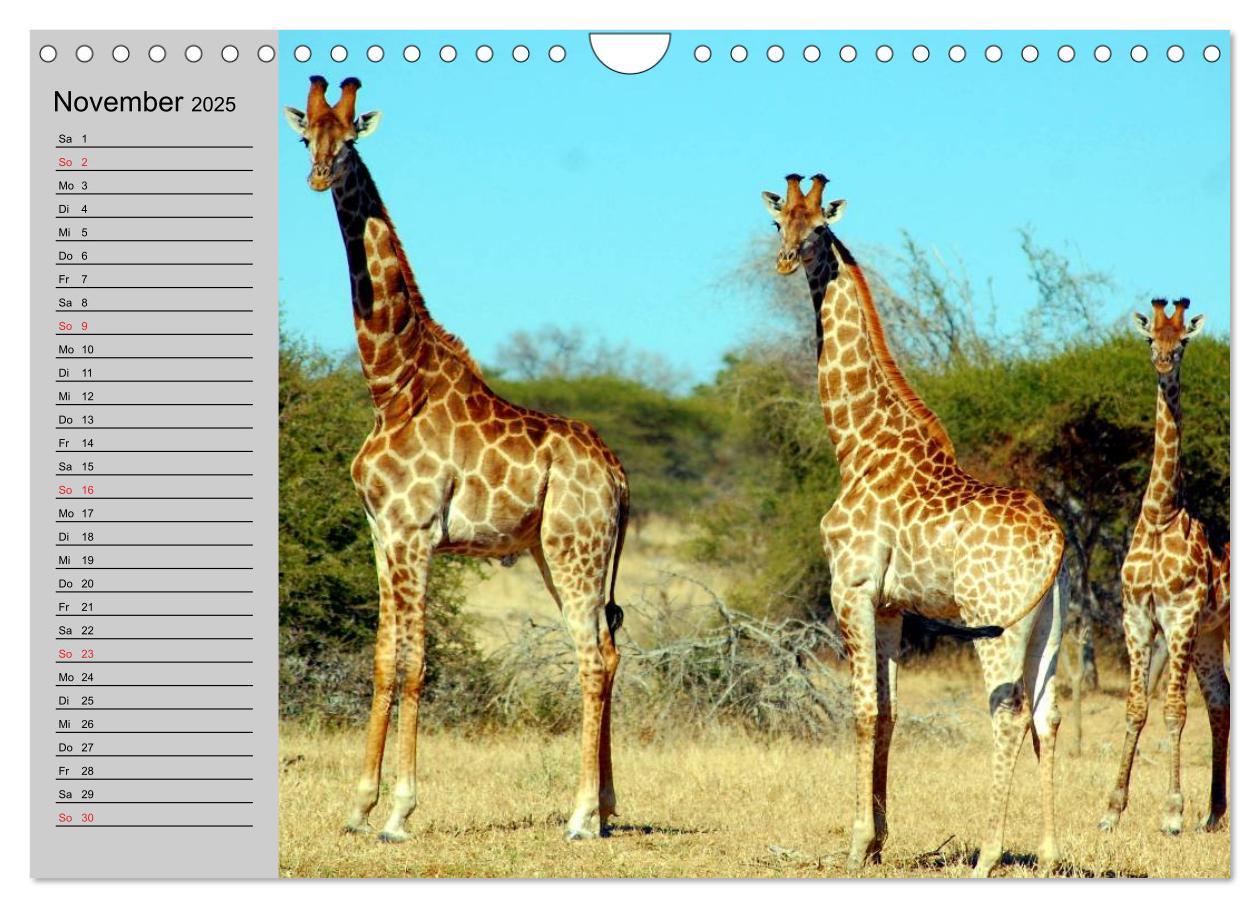 Bild: 9783435535330 | Giraffen. Dem Himmel so nah (Wandkalender 2025 DIN A4 quer),...