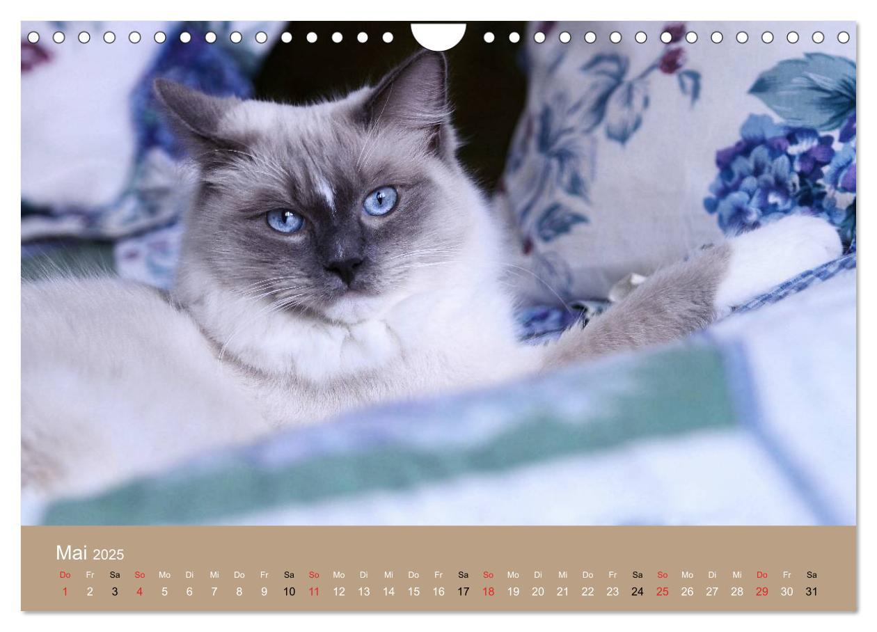 Bild: 9783435492268 | Verliebt in Ragdolls ... die sanfte Katzenrasse (Wandkalender 2025...