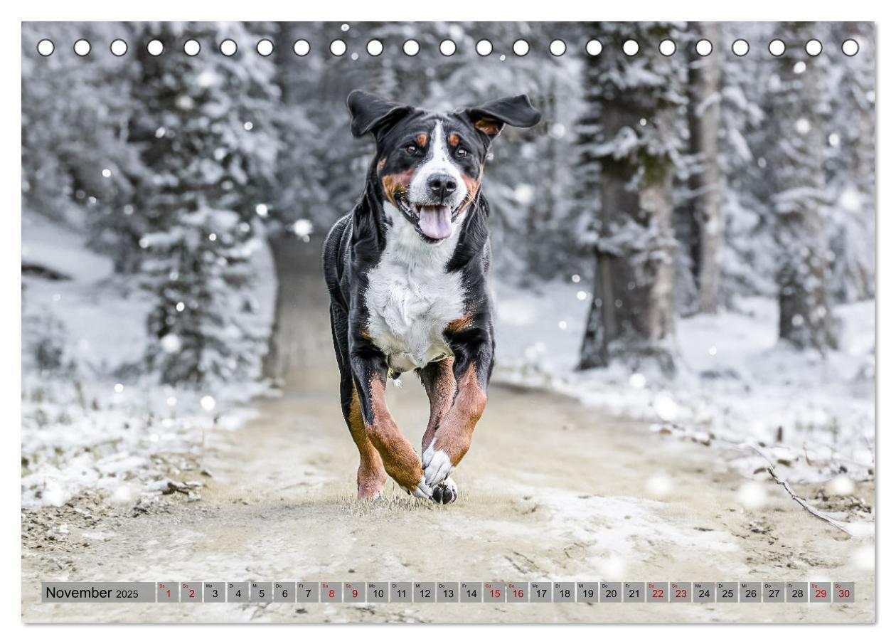 Bild: 9783457218075 | Große Schweizer - Gigantische Sennenhunde (Tischkalender 2025 DIN...