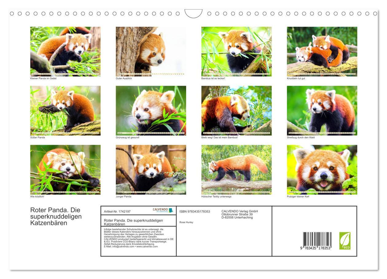 Bild: 9783435178353 | Roter Panda. Die superknuddeligen Katzenbären (Wandkalender 2025...