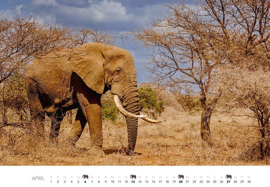 Bild: 9783966648127 | Elefanten Kalender 2025 | J. -L. Klein (u. a.) | Kalender | 14 S.