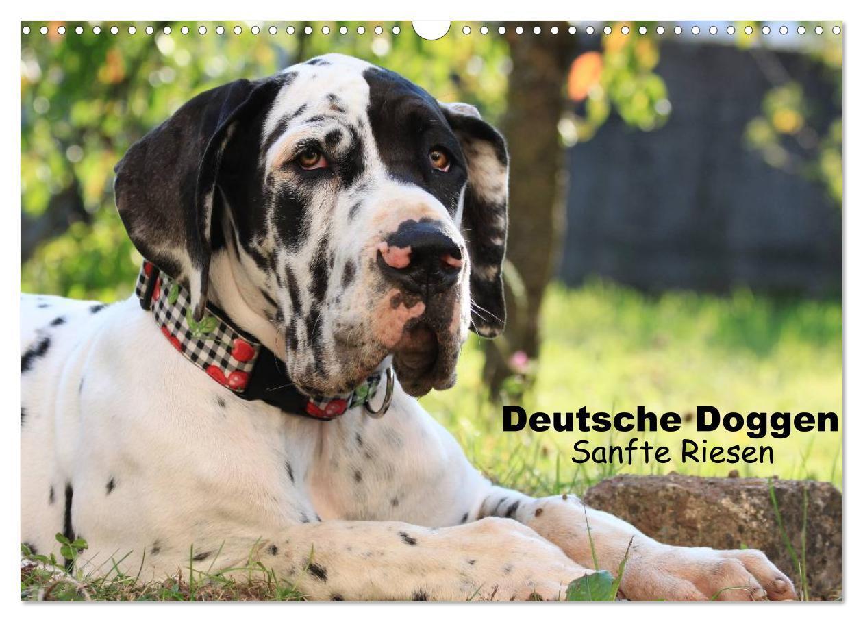 Cover: 9783675577725 | Deutsche Doggen - Sanfte Riesen (Wandkalender 2024 DIN A3 quer),...
