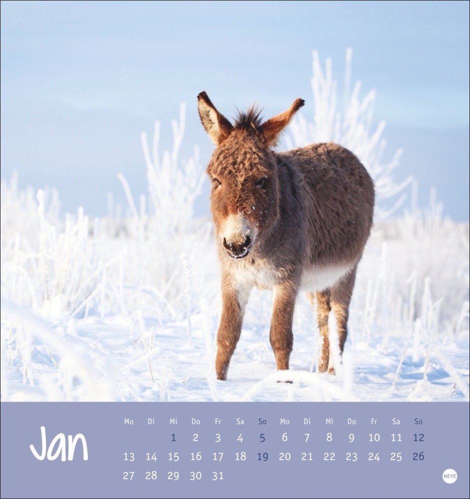 Bild: 9783756407149 | Esel Postkartenkalender 2025 - Von wegen sturer Esel | Kalender | 2025