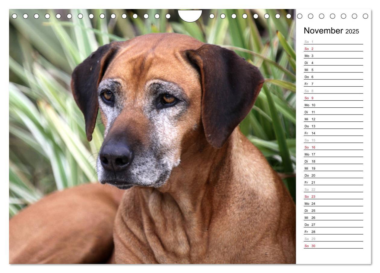 Bild: 9783435455195 | Rhodesian Ridgeback Terminkalender (Wandkalender 2025 DIN A4 quer),...