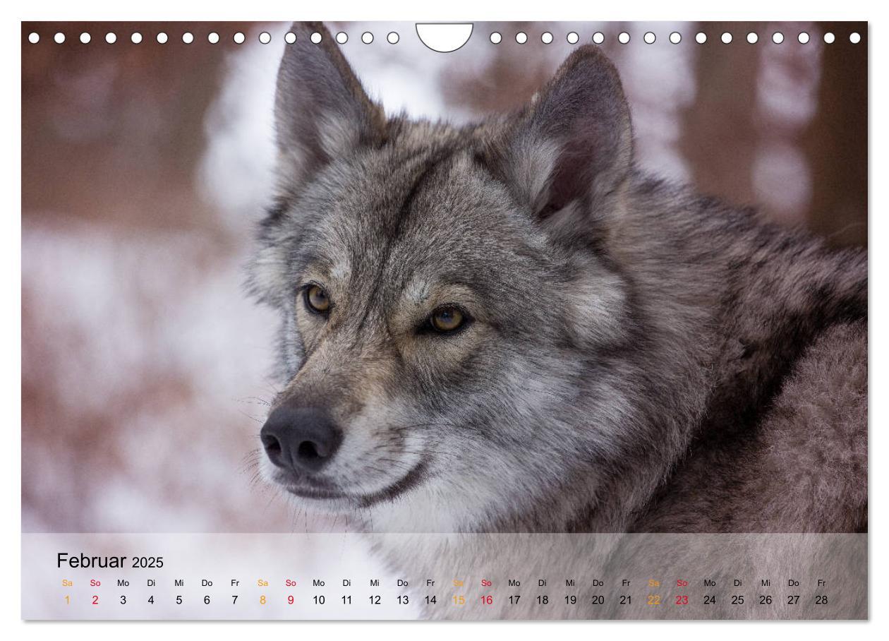 Bild: 9783435422081 | Wolfshunde 2025 (Wandkalender 2025 DIN A4 quer), CALVENDO...