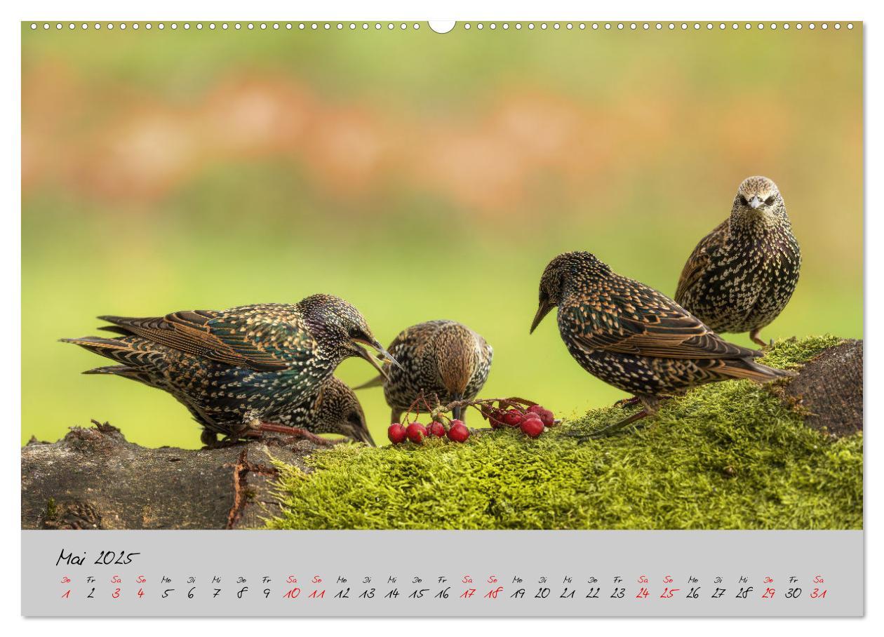 Bild: 9783435059508 | Bunte Vögel am Futterplatz (hochwertiger Premium Wandkalender 2025...