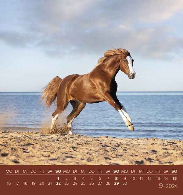 Bild: 9783731869542 | Traumpferde 2024 | aufstellbarer Postkartenkalender | Korsch Verlag