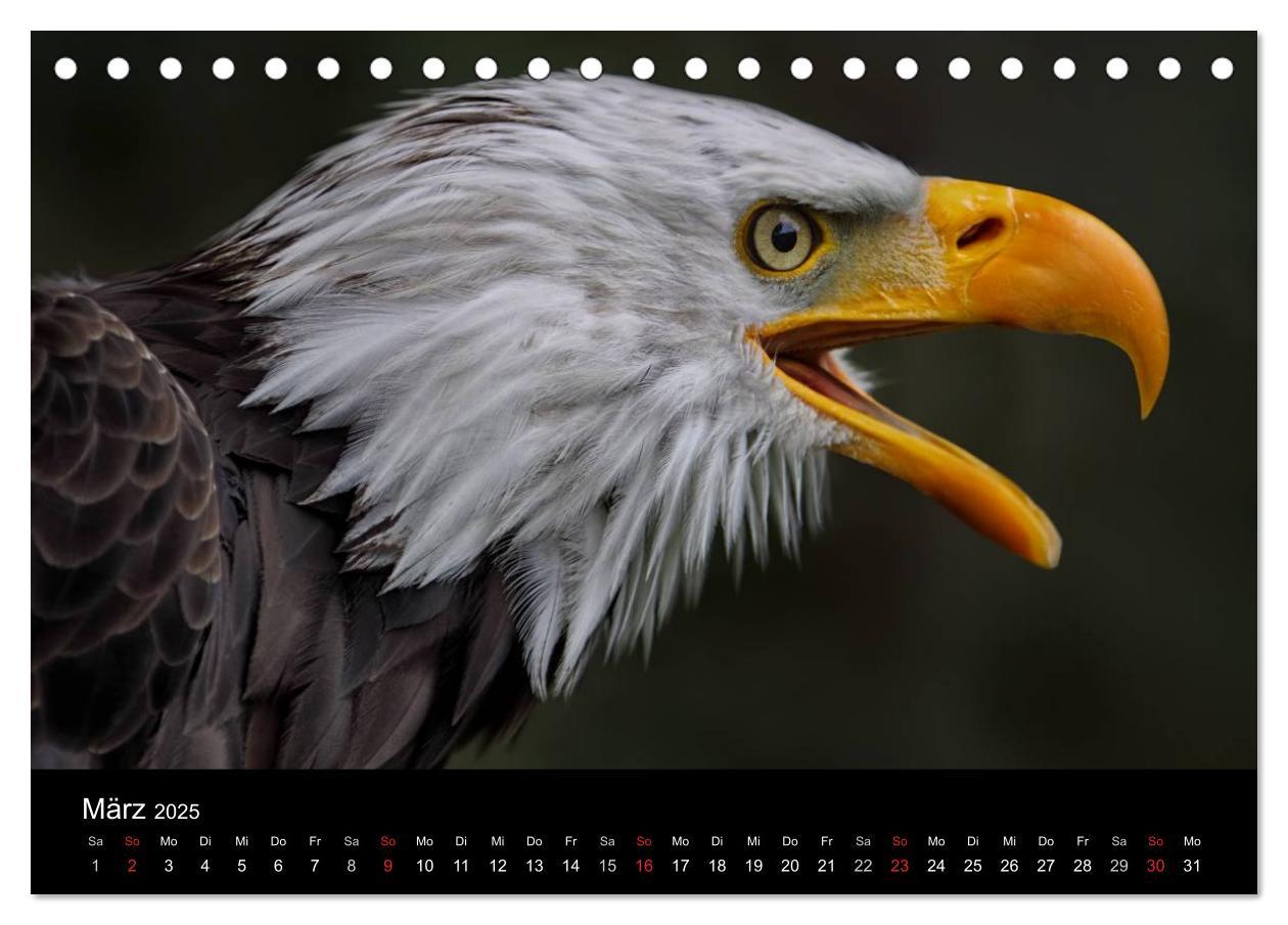 Bild: 9783435748020 | Raubvögel zum Greifen nahe (Tischkalender 2025 DIN A5 quer),...