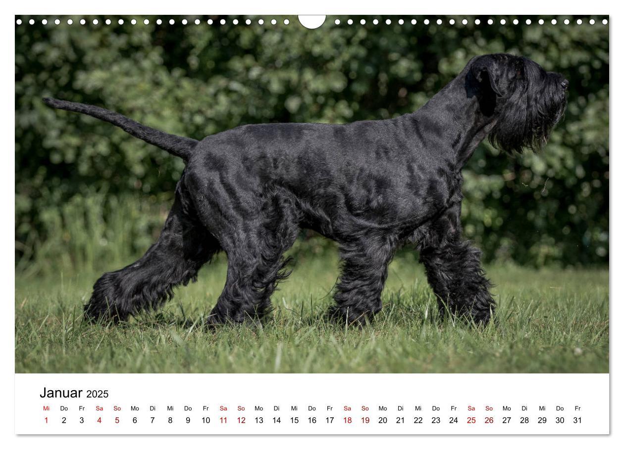 Bild: 9783435424535 | Schnauzer... von Zwergen und Riesen 2025 (Wandkalender 2025 DIN A3...