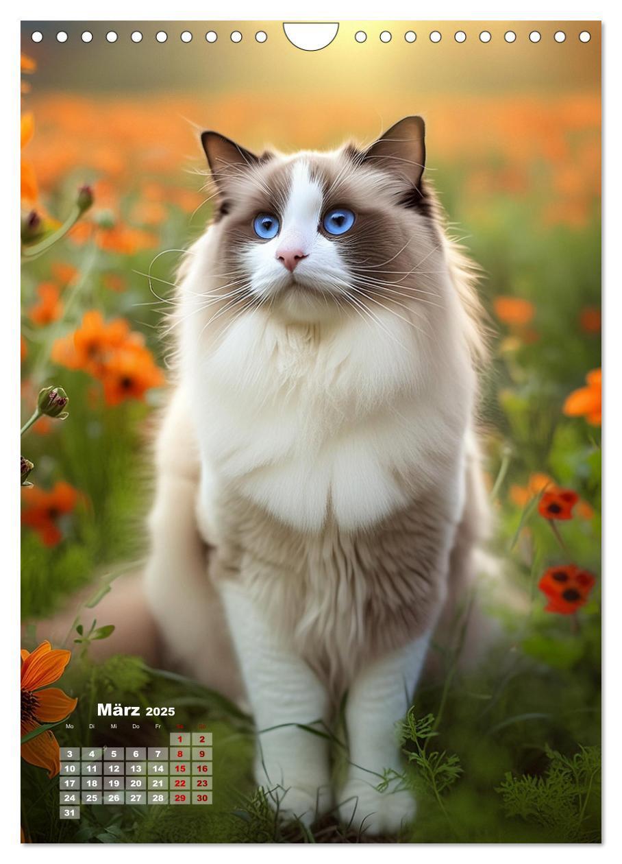 Bild: 9783383833274 | Pfotenabenteuer - Ragdolls in der Natur (Wandkalender 2025 DIN A4...