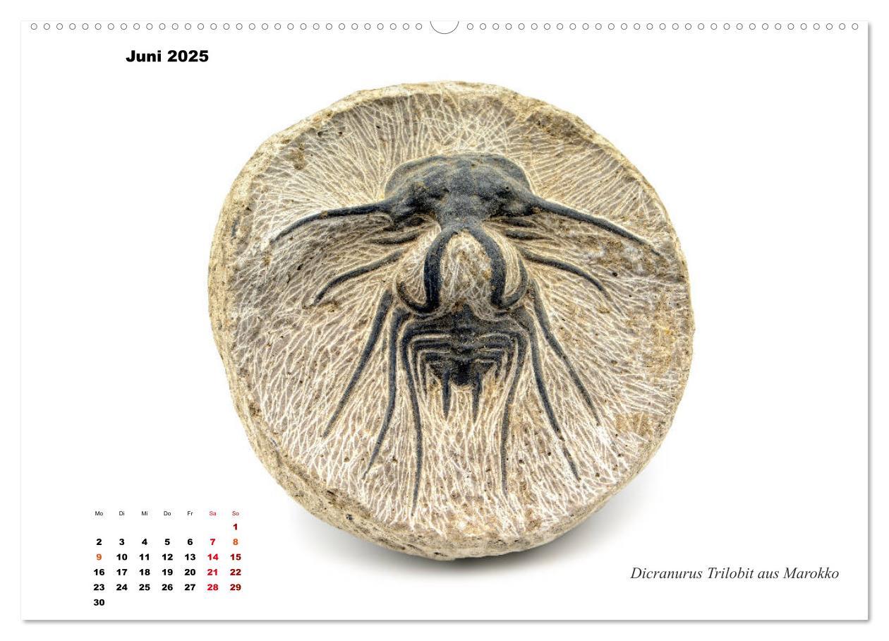 Bild: 9783435253517 | Fossilien - Ammoniten, Trilobiten, Erdgeschichte (Wandkalender 2025...