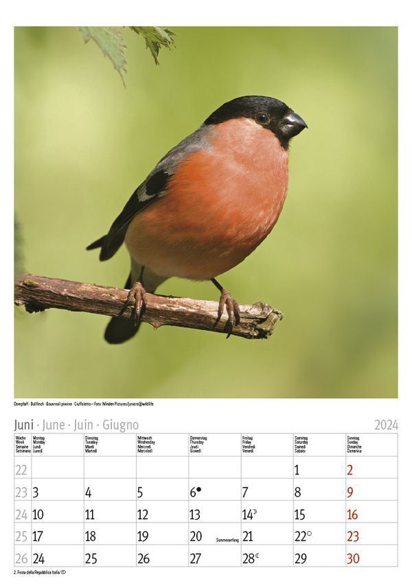 Bild: 9783731868996 | Vögel 2024 | Korsch Verlag | Kalender | Spiralbindung | 13 S. | 2024