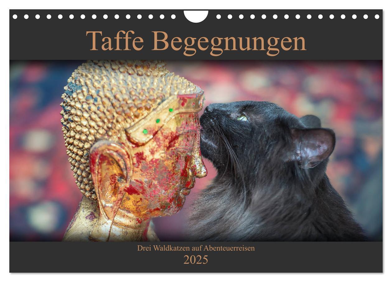 Cover: 9783435499151 | Taffe Begegnungen-Drei Waldkatzen auf Abenteuerreisen (Wandkalender...