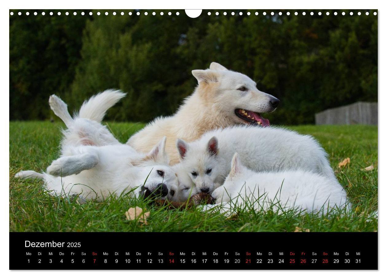 Bild: 9783435759262 | Weißer Schweizer Schäferhund - Ein Tag im Leben einer Hundefamilie...