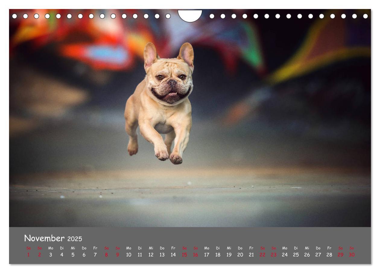 Bild: 9783435222506 | Französische Bulldogge - Clowns auf vier Pfoten (Wandkalender 2025...