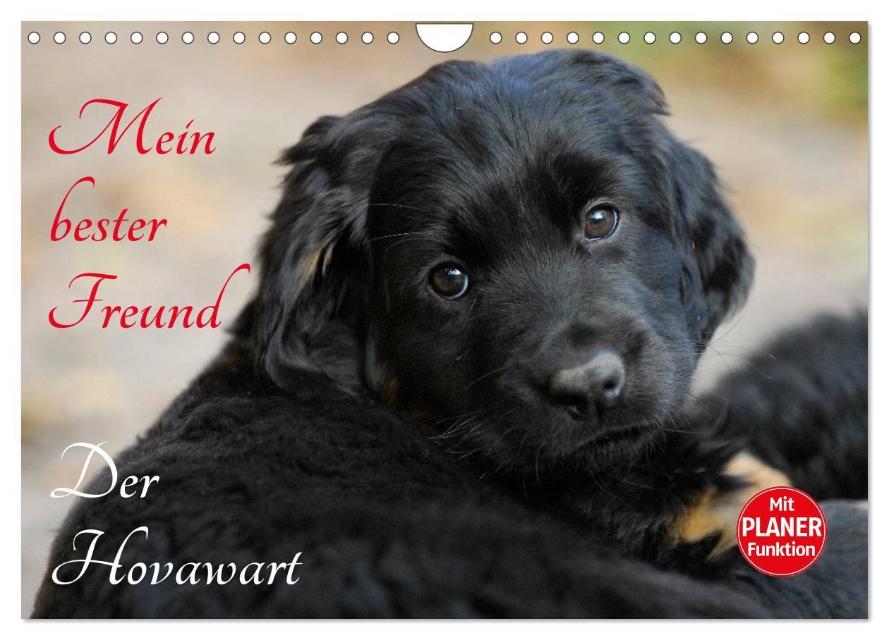 Cover: 9783675762022 | Mein bester Freund - Der Hovawart (Wandkalender 2024 DIN A4 quer),...