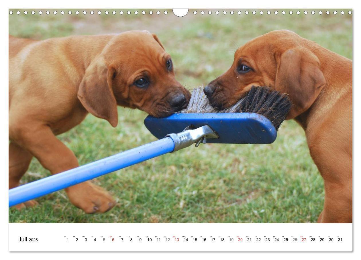 Bild: 9783435623518 | Rhodesian Ridgeback Welpen (Wandkalender 2025 DIN A3 quer),...