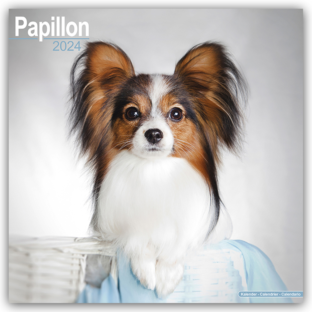 Cover: 9781804600757 | Papillon 2024 - 16-Monatskalender | Avonside Publishing Ltd | Kalender