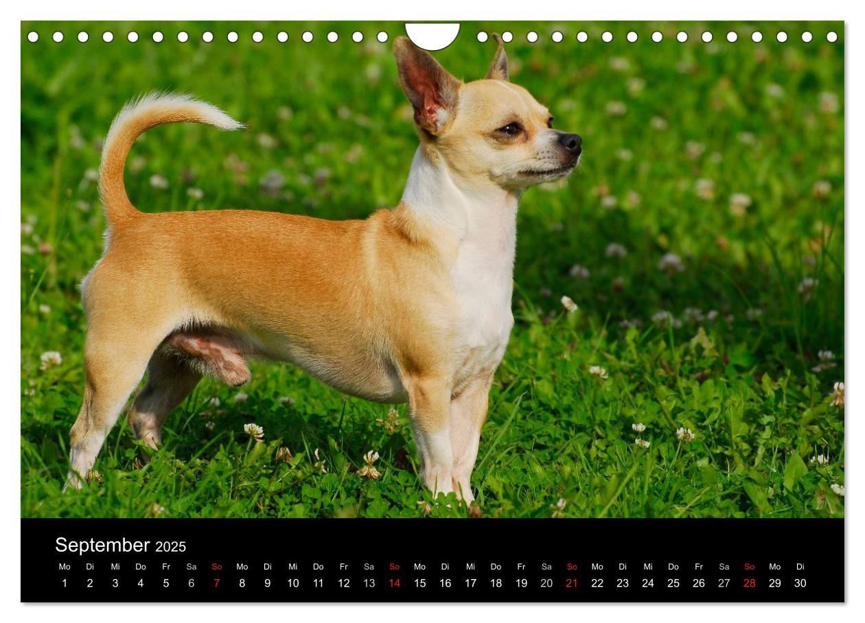 Bild: 9783435767113 | Chihuahua - Kleine Hunde ganz groß (Wandkalender 2025 DIN A4 quer),...