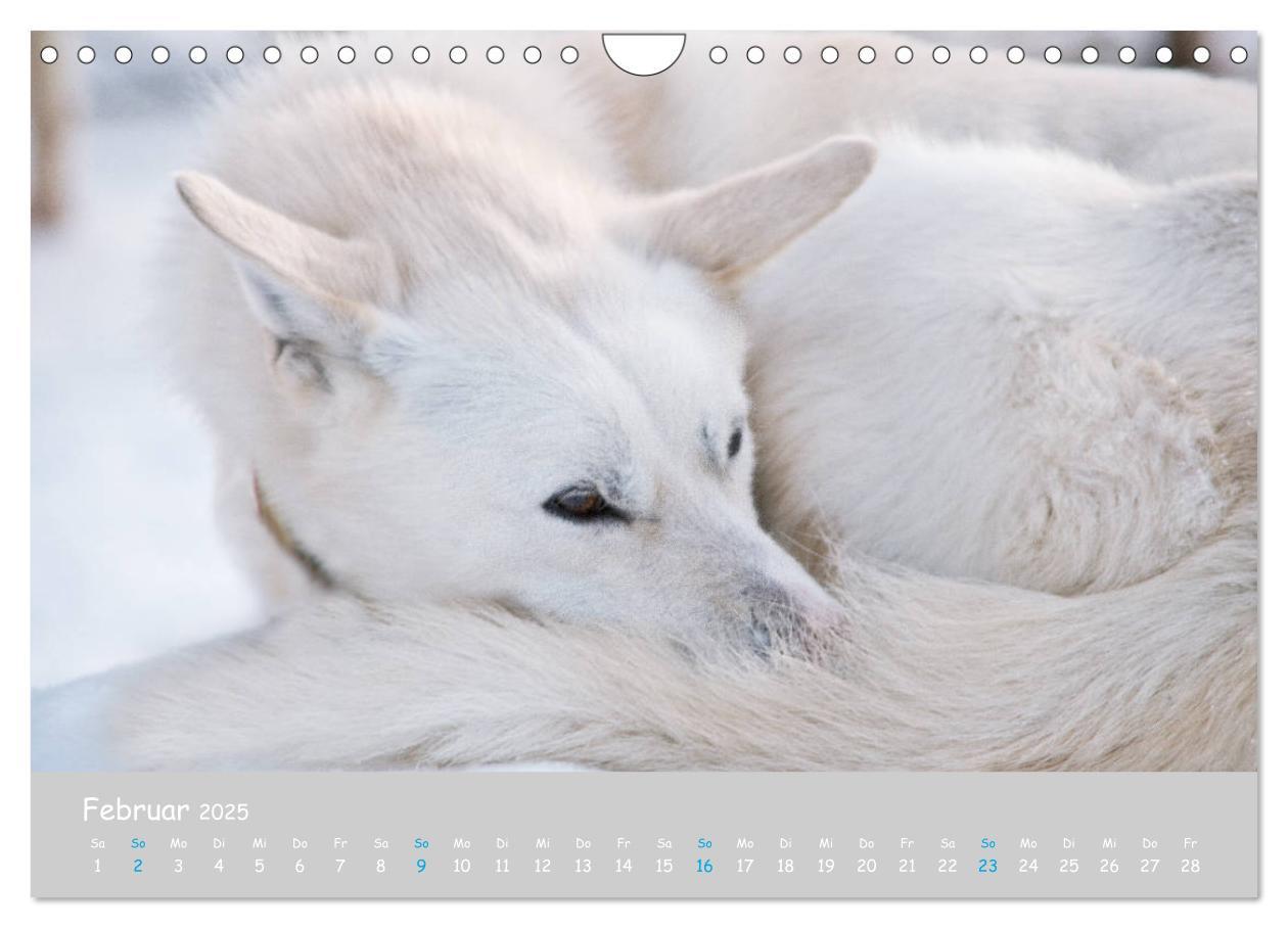 Bild: 9783435448890 | Alaskan Huskies (Wandkalender 2025 DIN A4 quer), CALVENDO...