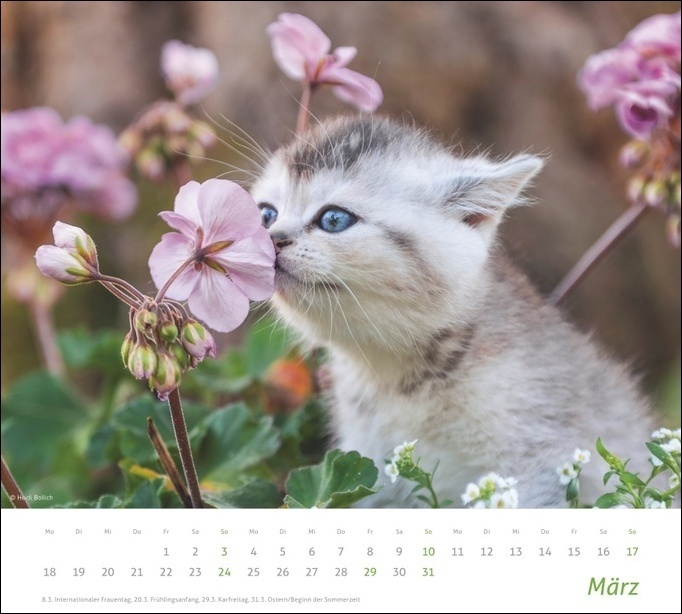 Bild: 9783756400973 | tm Katzen Bildkalender 2024. Süße Samtpfoten im Wandkalender 2024....
